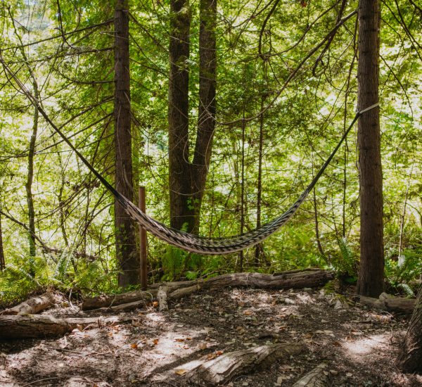 Blue heron hammock